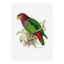 A Série Parrot Dois De Três