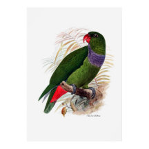 A Série Parrot Três De Três