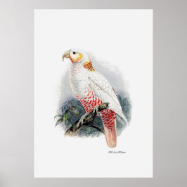 Poster A Série Parrot Um De Três