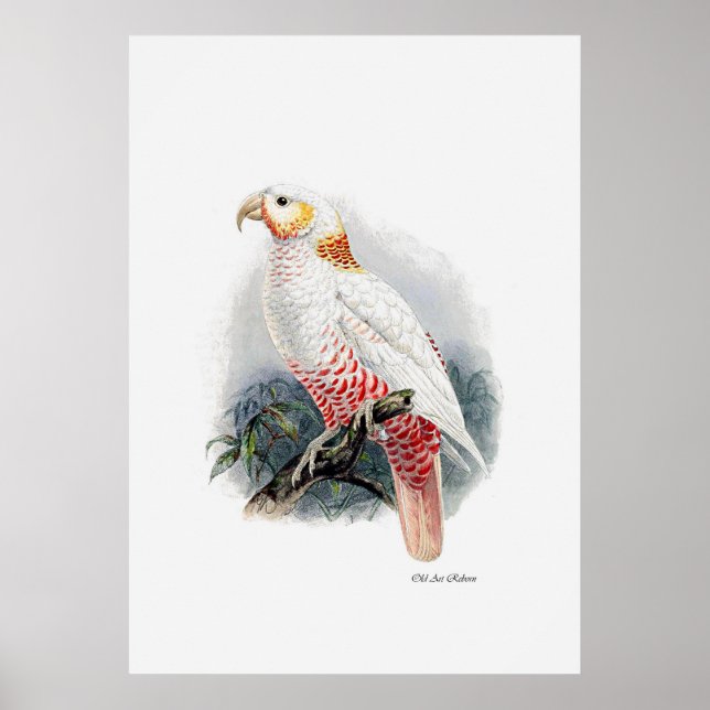 Poster A Série Parrot Um De Três (Frente)