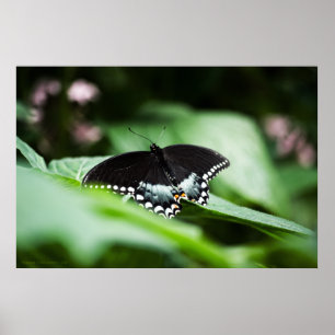 Pôster A Stately Appearance Print