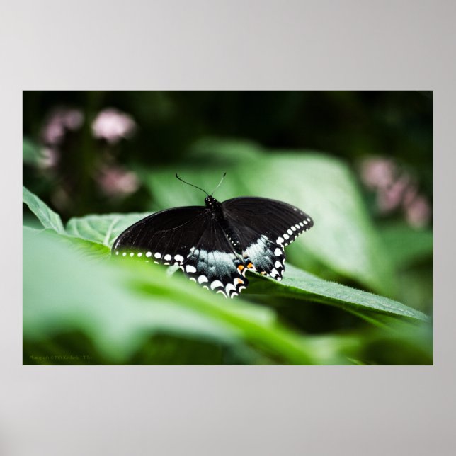Pôster A Stately Appearance Print (Frente)