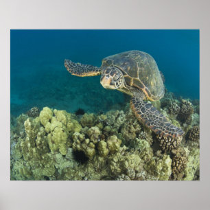 Poster A Tartaruga Marinha Verde, (Chelonia mydas), é a 2