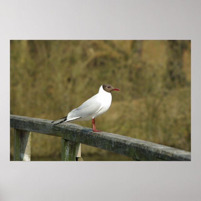Poster A Tern (Frente)