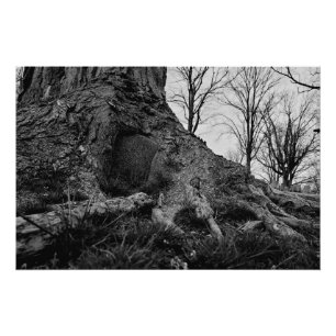 Pôster a terra recupera