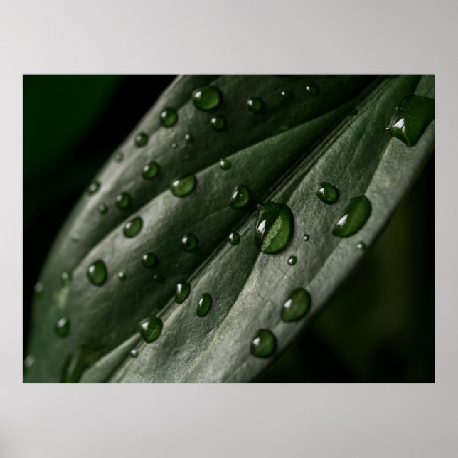 Poster A textura das plantas de folha cai água (Frente)