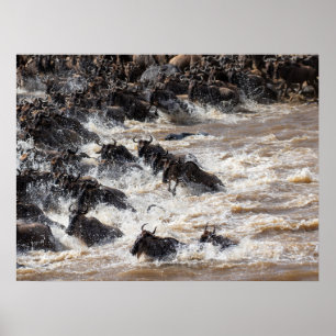 Poster A travessia do Excelente selvagem - Mara River Saf