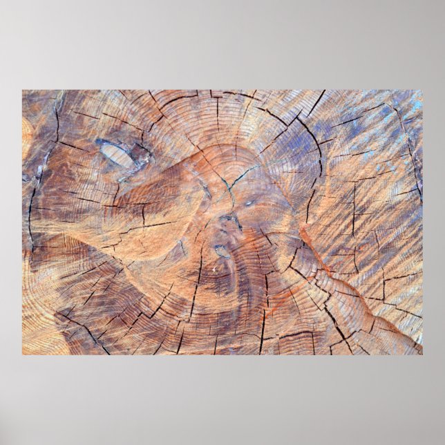 Poster A tree in a cut. Logs lumber in the woods. Texture (Frente)