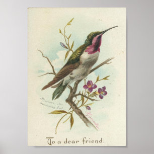 Pôster A um caro amigo, colibri do vintage