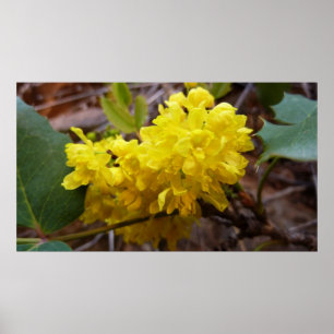 Poster A uva de Oregon floresce Wildflowers amarelos