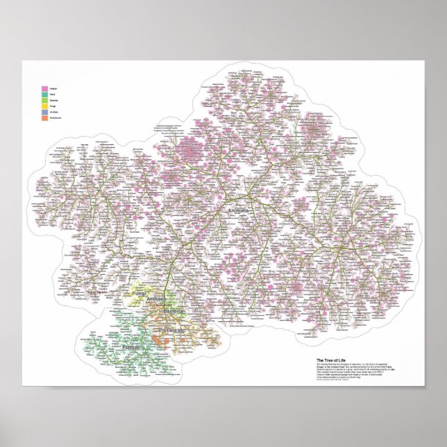 Poster A verdadeira árvore da vida (Frente)