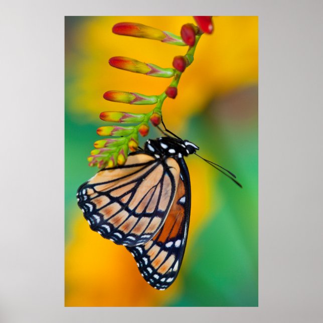 Poster A Viceroy Butterfly on Flowers (Frente)