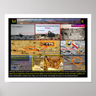 Poster A vida animal de Mar