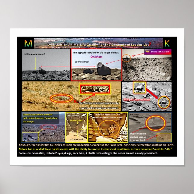 Poster A vida animal de Mar (Frente)