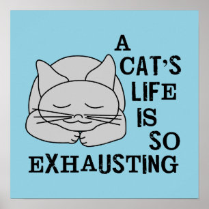 Poster A vida de um gato