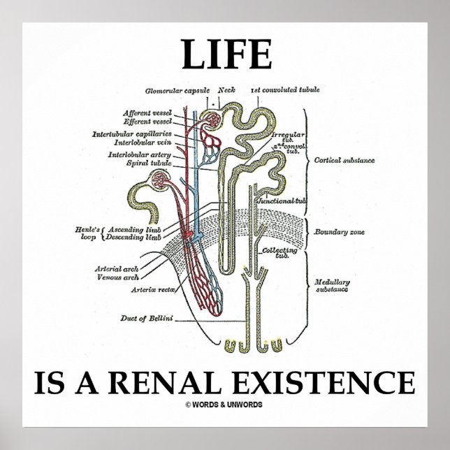 Poster A Vida É Uma Existência Renal Rim Nephron (Frente)