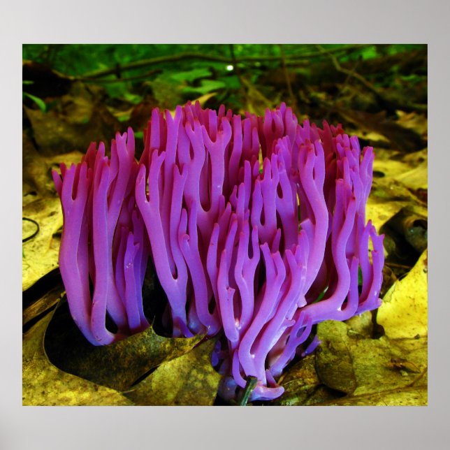 Poster A Violet Coral Fungus Clavaria Zollingeri (Frente)