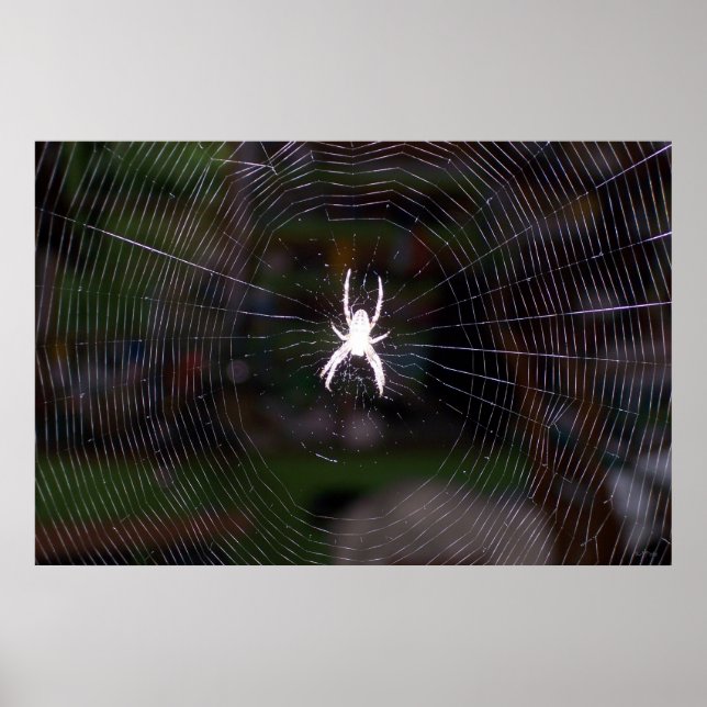 Pôster A Web Aranhas (Frente)