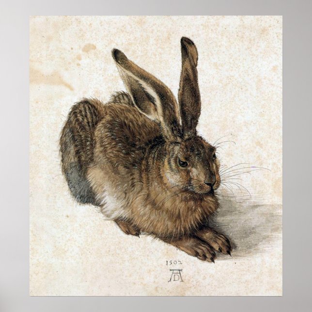 Poster A Young Hare - Albrecht Durer - c1502 (Frente)