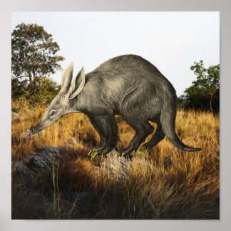 Poster Aardvark