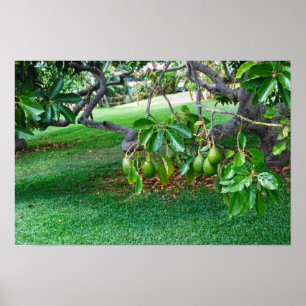 Poster Abacates Pendurados numa Ilha Distante do Havaí