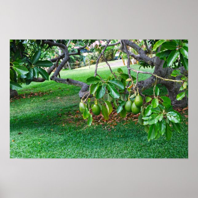 Poster Abacates Pendurados numa Ilha Distante do Havaí (Frente)