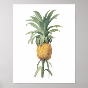 Poster abacaxi (ananás do Bromelia) por Redouté