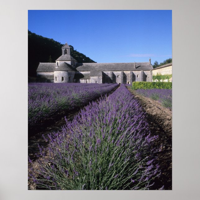 Poster Abadia de Senanque, Gordes, Vaucluse, Provença, (Frente)