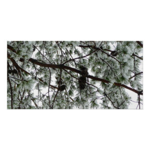 Pôster Abaixo da neve coberta pela árvore de pinheiro Fot