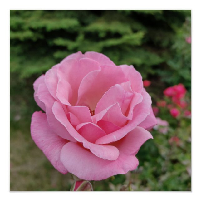 Pôster Abajur de mesa de flor de rosa rosa (Frente)