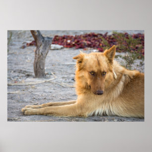 Poster Abandoned Dog