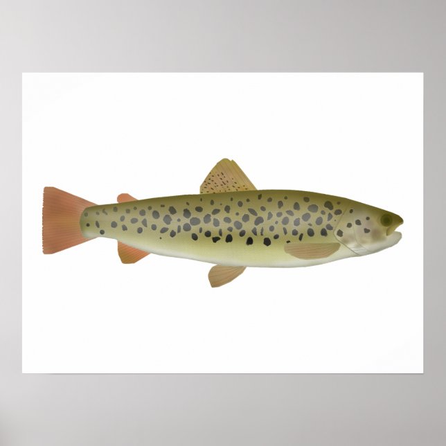 Poster Abant Trout (Frente)