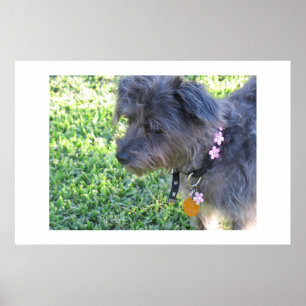 Poster Abby Mae