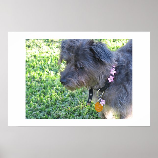 Poster Abby Mae (Frente)
