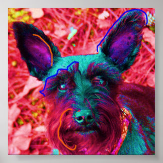 Poster Abby the Schnauzer