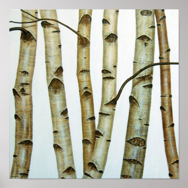 Pôster Abedules Blancos (Frente)