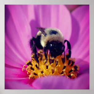 Poster Abeja Bombarda Em Flor De Cosmos
