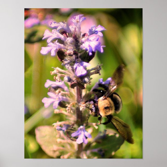 Poster Abeja En Flor Morada Primer Plano (Frente)