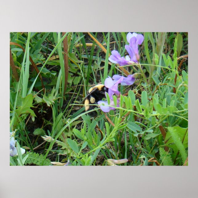 Poster Abeja F2 em Flores Silvestres Roxas (Frente)