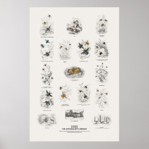 Poster Abejas - Biblioteca do Naturalista