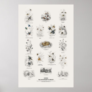 Poster Abejas - Biblioteca do Naturalista