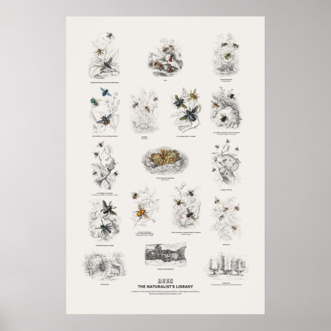 Poster Abejas - Biblioteca do Naturalista (Frente)