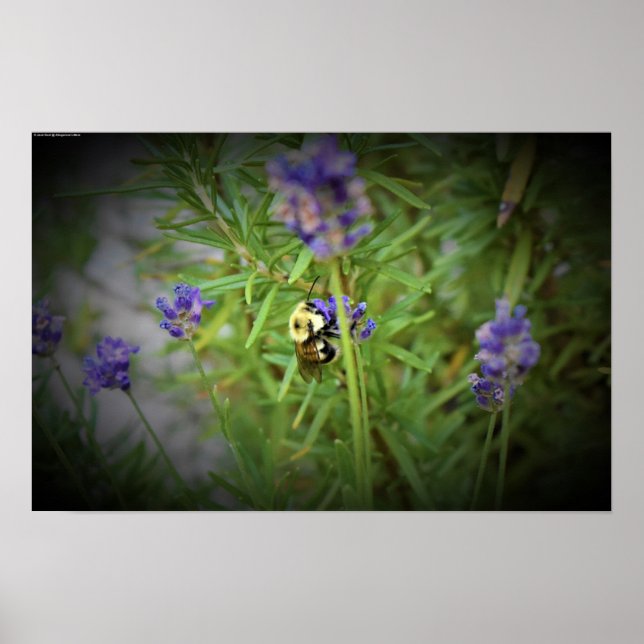 Poster Abelha, (Frente)