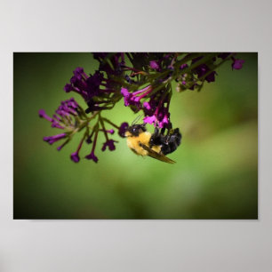 Poster Abelha