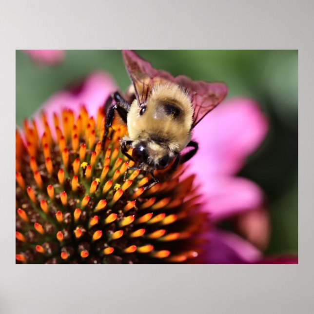 Poster Abelha (Frente)