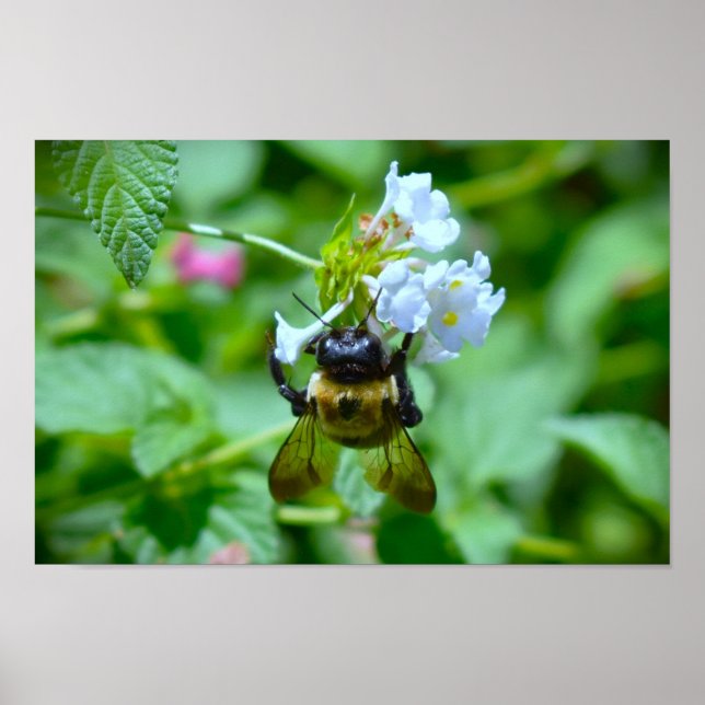 Poster Abelha, (Frente)
