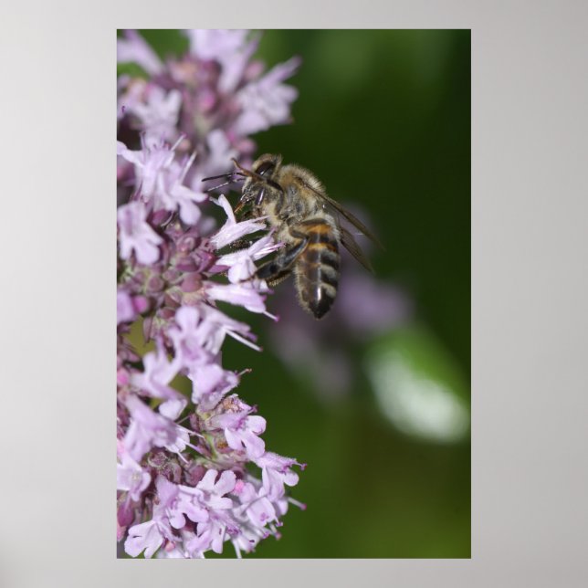 Poster Abelha (Frente)