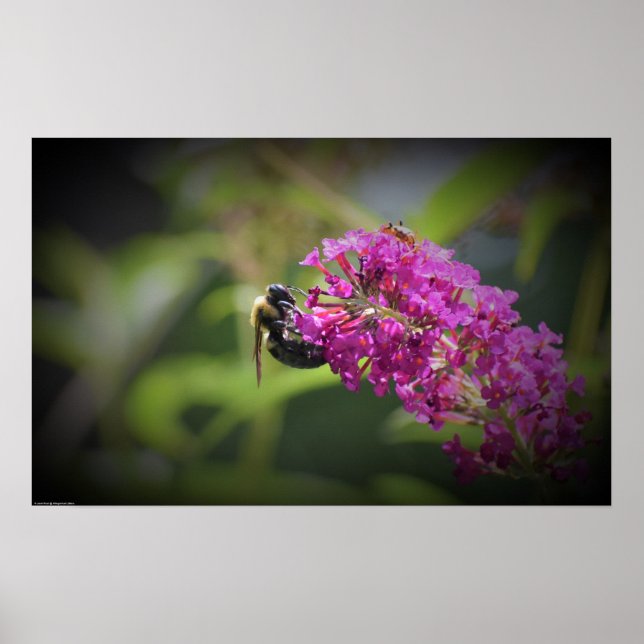 Poster Abelha, (Frente)