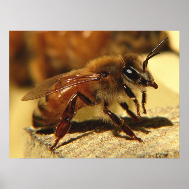 Pôster Abelha (Frente)