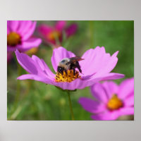 Abelha-Bumble Na Flor De Cosmos Rosa